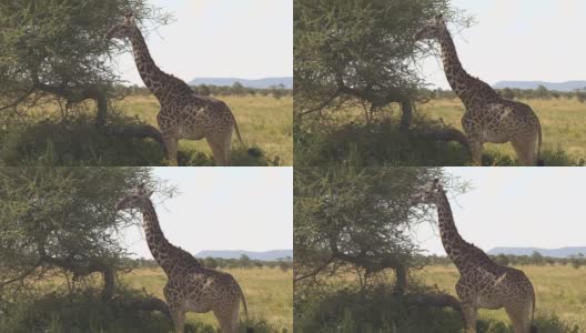 近距离:美丽的长颈鹿站在阴影与野生鸟在她的背上高清在线视频素材下载