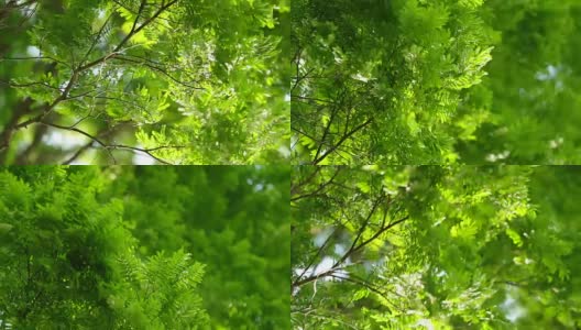 美丽的120帧/秒慢动作拍摄树叶和树木在风中飘动。自然氛围的沉思镜头高清在线视频素材下载