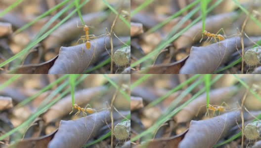 公园里的红蚂蚁高清在线视频素材下载