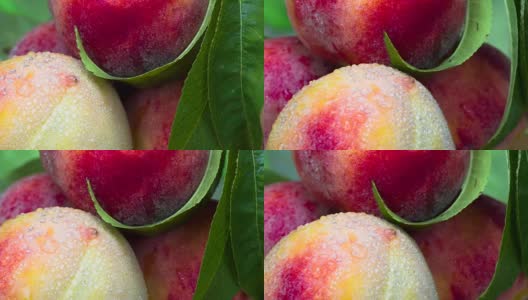 成熟的桃子从树枝上剪下来高清在线视频素材下载