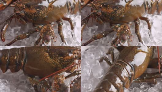 生龙虾躺在冰上。高清在线视频素材下载