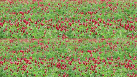 美丽的深红色三叶草花田高清在线视频素材下载