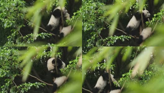 两只可爱的熊猫宝宝在树上玩耍，4k高清在线视频素材下载