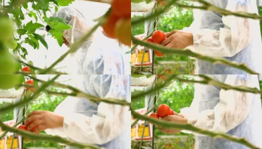 生物学家在温室里检查西红柿高清在线视频素材下载