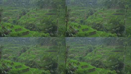 稻田稻田边热带雨。越南萨帕的梯田上的雨水。农业和粮食工业。农业的概念高清在线视频素材下载