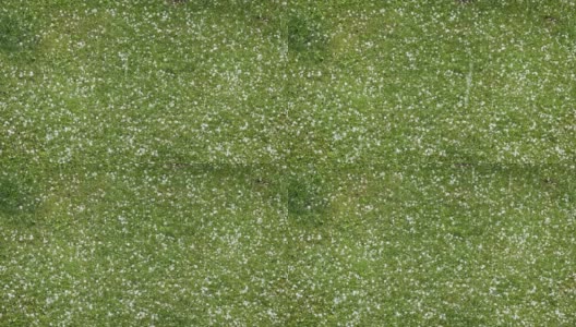 夏天下冰雹——大冰雹落在绿色的草地上高清在线视频素材下载