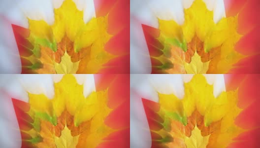 枫叶是加拿大的象征高清在线视频素材下载