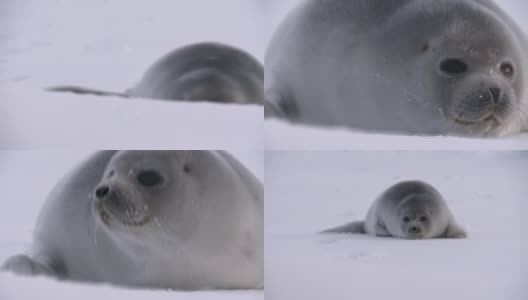 冰上的一只小海豹高清在线视频素材下载