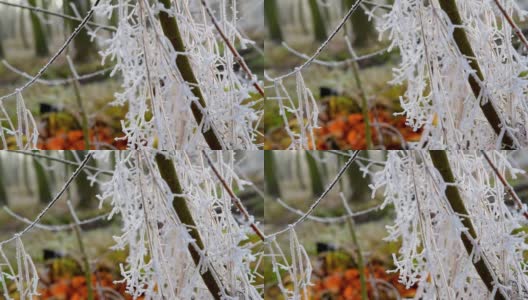 初冬时公园里冰冻植物的视频。深秋冰冻森林的连续镜头。在绿色植被的背景下，白色结霜的树枝的特写。高清在线视频素材下载