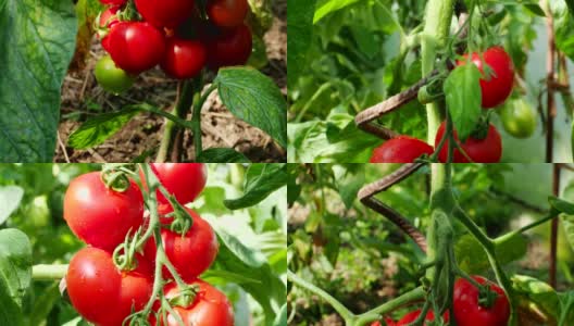 新鲜成熟的红色西红柿在温室在高清视频高清在线视频素材下载