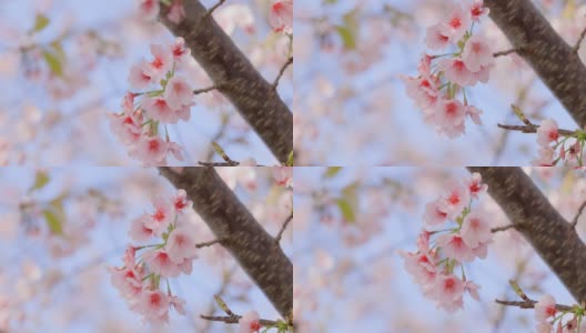 樱花盛开着美丽的粉红色花瓣高清在线视频素材下载