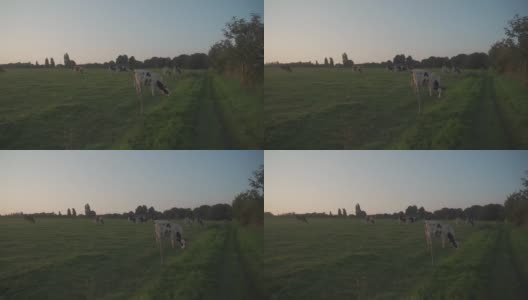 布雷顿黑牛在田野里吃草。布列塔尼地区牧场上的法国黑白奶牛。法国北部布列塔涅的农业、牲畜和有机肉类和牛奶生产主题高清在线视频素材下载