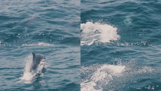 跳跃的灰海豚飞溅的水，而游泳在一个清澈的蓝色的大海高清在线视频素材下载