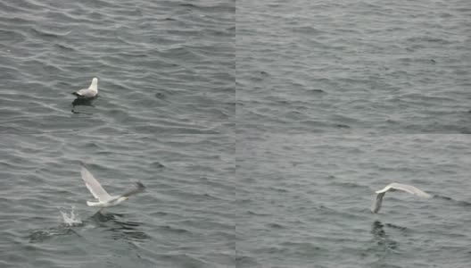 海鸥在水上奔跑的慢镜头高清在线视频素材下载