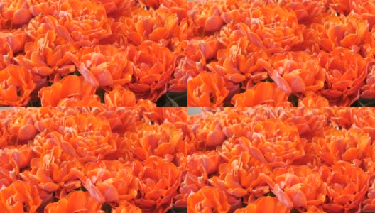 近距离观看美丽盛开的红牡丹般的郁金香在春天的花园里。郁金香田近距离观察荷兰，荷兰高清在线视频素材下载