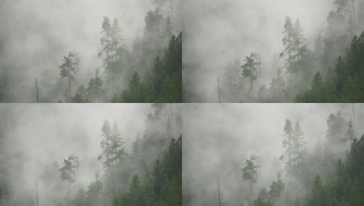 清晨四千山起雾，雾树，西藏波密县。高清在线视频素材下载