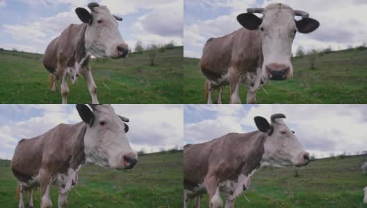 牧场上的乳牛。美丽的角牛在相机上看。白色和棕色的奶牛站在夏天的天空背景。高清在线视频素材下载