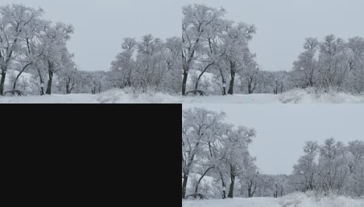 森林美丽的树木，冬天的雪大自然圣诞节高清在线视频素材下载