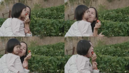 年轻的母亲和女儿在农场采摘草莓高清在线视频素材下载