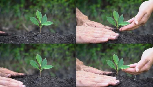 People hands take care of young plant tree sprout.高清在线视频素材下载