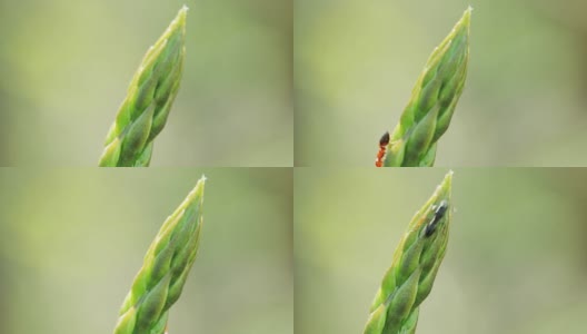 大自然中未经栽培的芦笋的极端特写高清在线视频素材下载