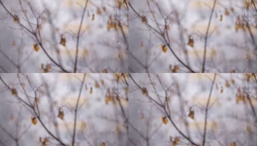 晚秋飘落的雪花和凋零的树木高清在线视频素材下载