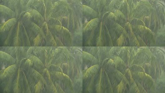 椰子树的绿枝在热带雨中随风摇摆高清在线视频素材下载