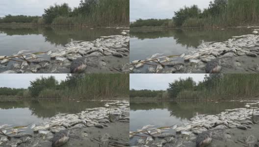 被污染的水中的有毒死鱼高清在线视频素材下载
