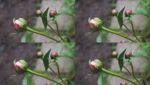 花园中盛开的芍药嫩芽高清在线视频素材下载