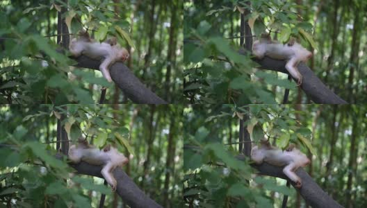 猴子生活在泰国普吉岛的一片天然森林里。高清在线视频素材下载