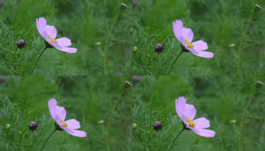 花坛上美丽的宇宙花高清在线视频素材下载