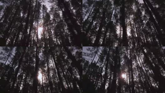 阳光穿过茂密的树梢，从森林里透进来高清在线视频素材下载