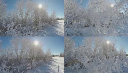 阳光景观与积雪的灌木丛高清在线视频素材下载