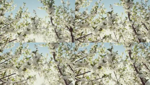 美丽的开花果树。高清在线视频素材下载