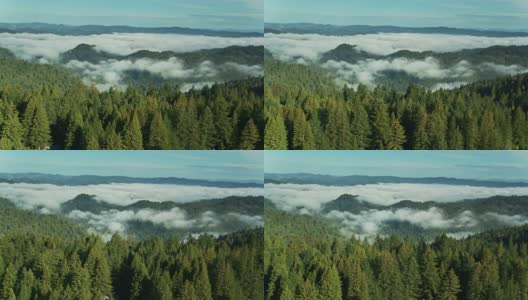 被雾覆盖的森林山丘-空中高清在线视频素材下载
