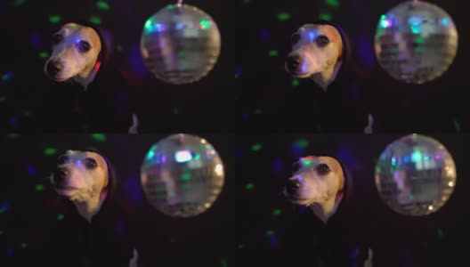 可爱的小狗在黑色兜帽匪帮说唱歌手在黑暗的迪斯科夜店派对请客高清在线视频素材下载