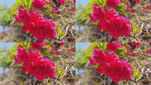 粉红色的花和绿色的叶子在春天的新鲜空气中移动高清在线视频素材下载