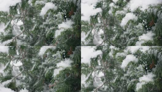 在雪花之间的雪松树枝的特写镜头在一个缓慢的动作拍摄高清在线视频素材下载