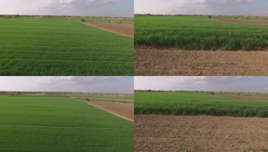 航拍的绿色麦田在春季农场农业高清在线视频素材下载