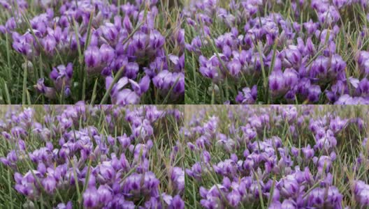鸢尾花，紫花，地中海植物群，野生植物高清在线视频素材下载
