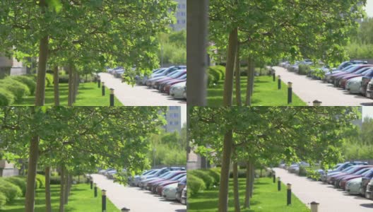 街道上绿油油的小树叶，4K慢镜头60帧高清在线视频素材下载