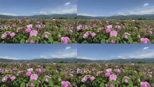 4k克里米亚粉红色大马士革油玫瑰丛在山背景，局部聚焦高清在线视频素材下载