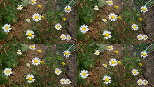 秋天雏菊花和蜜蜂在上面，近距离雏菊，白色雏菊花，高清在线视频素材下载