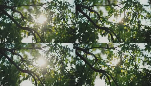一棵绿油油的树叶在风中摇曳，阳光照进来高清在线视频素材下载