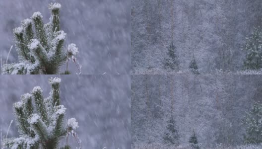 在白俄罗斯的森林里，大雪纷飞高清在线视频素材下载