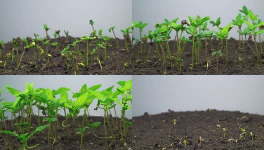 温室农业中豌豆植物春季生长时间的推移，豆芽萌发新生高清在线视频素材下载