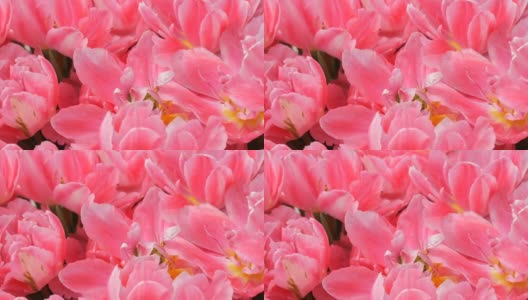 近距离观察美丽的粉红色盛开的像牡丹一样的郁金香在春天的花园里。郁金香田近距离观察荷兰，荷兰高清在线视频素材下载