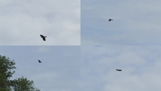 慢镜头乌鸦在天空飞翔。高清在线视频素材下载