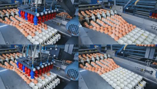 在工厂的传送带里的鸡蛋。生产鲜蛋的工业技术。现代制造包装鸡蛋。高清在线视频素材下载