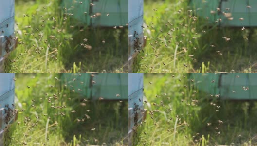 在蜂巢周围飞舞的蜜蜂。蜂房里飞来飞去的一群蜜蜂。高清在线视频素材下载